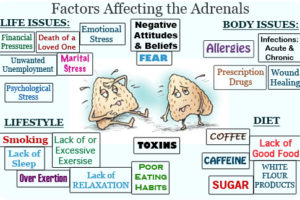 Adrenal-Glands Factors affecting the adrenals