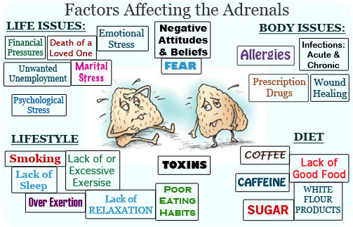 Adrenal-Glands Factors affecting the adrenals